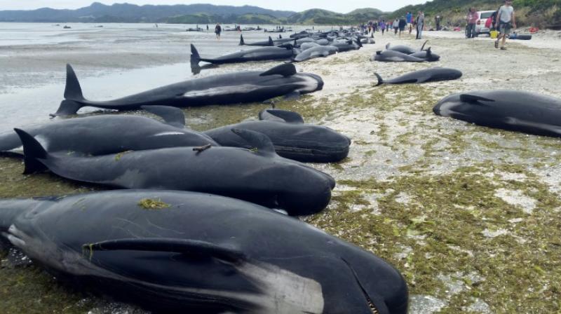 Pilot whales, which beached themselves, at Farewell Spit in the Golden Bay region at the northern tip of New Zealand's South Island on February 10, 2017. (Photo: AFP) Pilot whales, which beached themselves, at Farewell Spit in the Golden Bay region at the northern tip of New Zealand's South Island on February 10, 2017. (Photo: AFP)