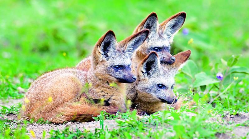 Bat eared fox Bat eared fox