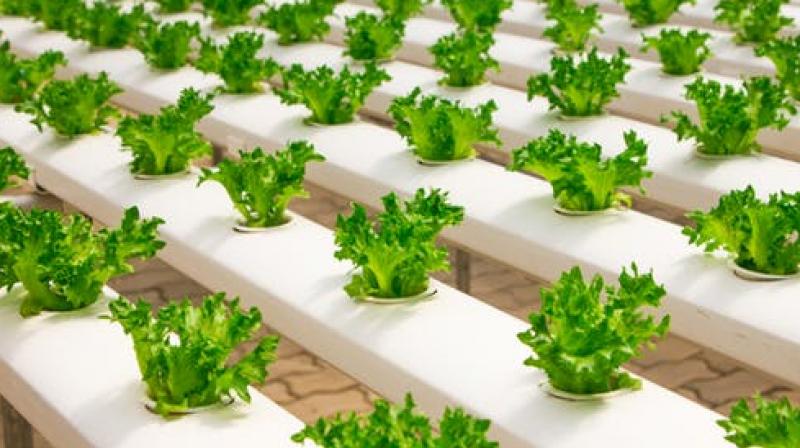 . Ingestion of bacteria with food also changed colonisation, as did administering an antacid before ingesting the bacteria. (Photo: Representational/Pexels) . Ingestion of bacteria with food also changed colonisation, as did administering an antacid before ingesting the bacteria. (Photo: Representational/Pexels)