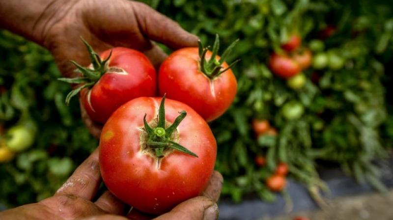 Distinct species may exert different effects, in different stages of a certain neoplasm (Photo: AFP) Distinct species may exert different effects, in different stages of a certain neoplasm (Photo: AFP)