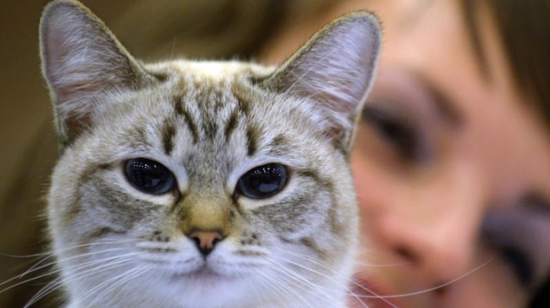 Once the human is infected, proteins from the parasite can alter communication between brain cells (Photo: AFP) Once the human is infected, proteins from the parasite can alter communication between brain cells (Photo: AFP)