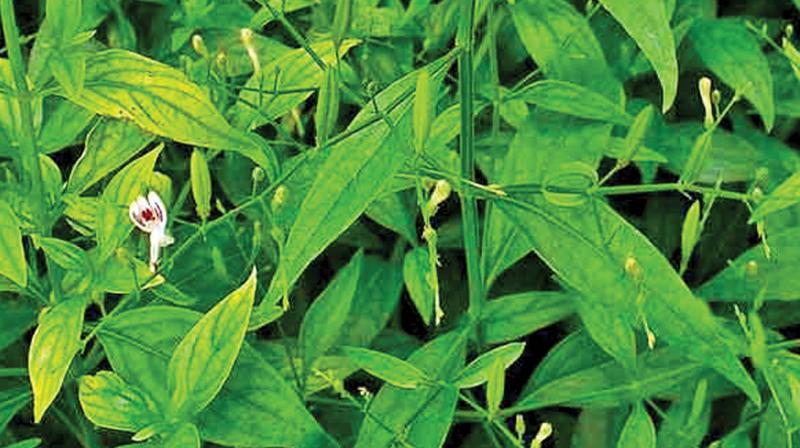 The Nilavembu plant-botanical term, Andrographis Paniculata. The Nilavembu plant-botanical term, Andrographis Paniculata.