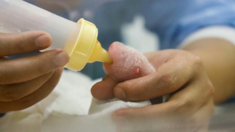 To give the new mother a rest, keepers will put one of the babies at a time in an incubator and feed it with a bottle. (Photo: AFP) To give the new mother a rest, keepers will put one of the babies at a time in an incubator and feed it with a bottle. (Photo: AFP)