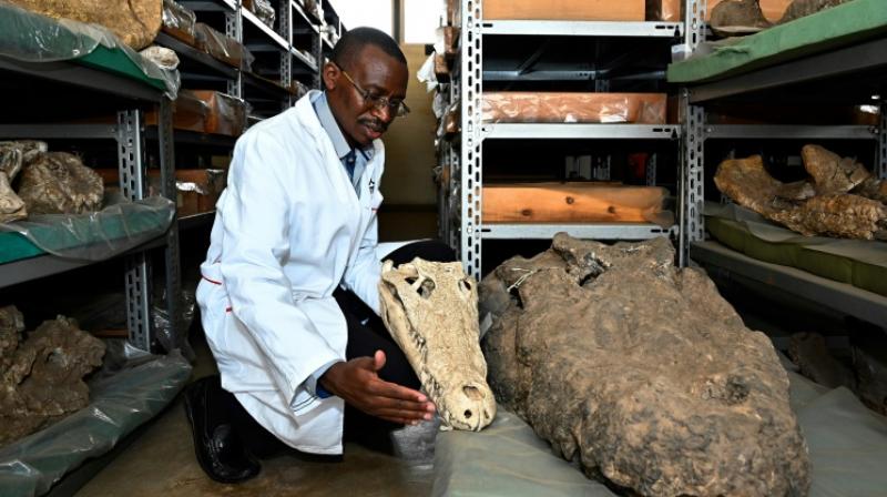 But the remarkable fossils were not unearthed this year, or even this decade. They weren't even found this century. (Photo: AFP) But the remarkable fossils were not unearthed this year, or even this decade. They weren't even found this century. (Photo: AFP)