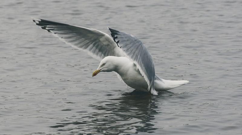 Gulls are often seen as aggressive and willing to take food from humans, so it was interesting to find that most wouldn’t even come near during our tests. (Photo: Representational/Pixabay) Gulls are often seen as aggressive and willing to take food from humans, so it was interesting to find that most wouldn’t even come near during our tests. (Photo: Representational/Pixabay)