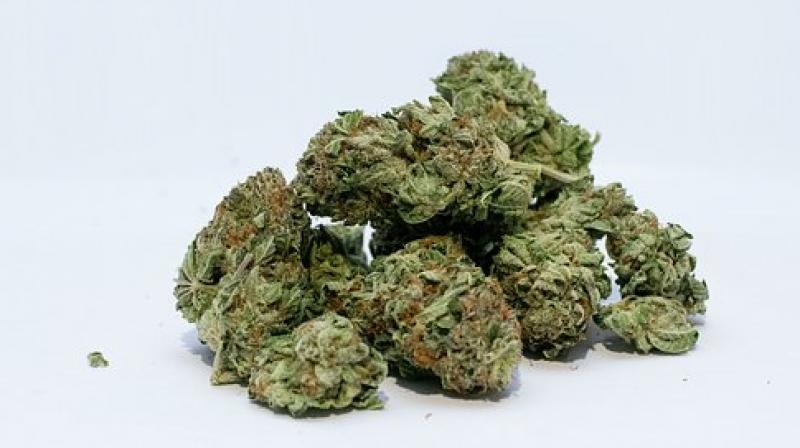 Starting pot smoking between ages 13 and 15 increases the odds of developing a drug problem later. (Photo: Pixabay) Starting pot smoking between ages 13 and 15 increases the odds of developing a drug problem later. (Photo: Pixabay)