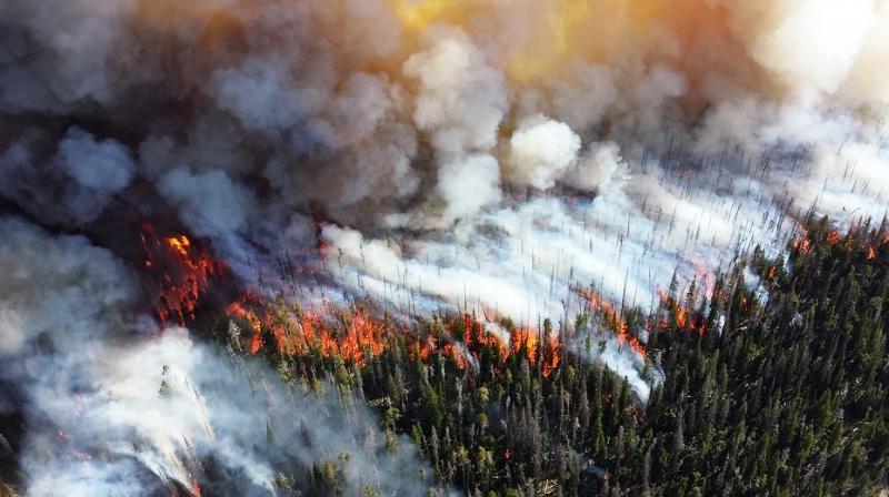 It is important to understand how climate change and wildfires will affect tree regeneration because forests are important economically, ecologically and culturally. (Photo: Representational/Pixabay) It is important to understand how climate change and wildfires will affect tree regeneration because forests are important economically, ecologically and culturally. (Photo: Representational/Pixabay)