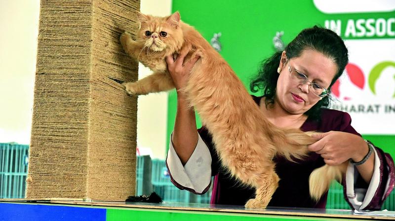 A judge inspects a cat during the Interantional Cat Show A judge inspects a cat during the Interantional Cat Show