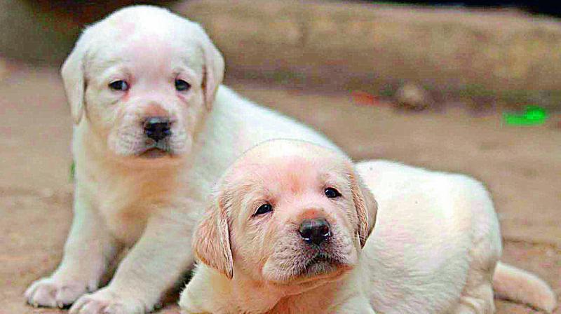The puppy is said to have an ability to work out if students are stressed, and can help calm them down. (Representational Image) The puppy is said to have an ability to work out if students are stressed, and can help calm them down. (Representational Image)