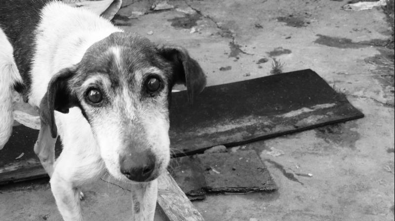 Local authorities said that James could’ve done a lot to help the dog but deliberately chose to ignore him (Photo: Pixabay) Local authorities said that James could’ve done a lot to help the dog but deliberately chose to ignore him (Photo: Pixabay)