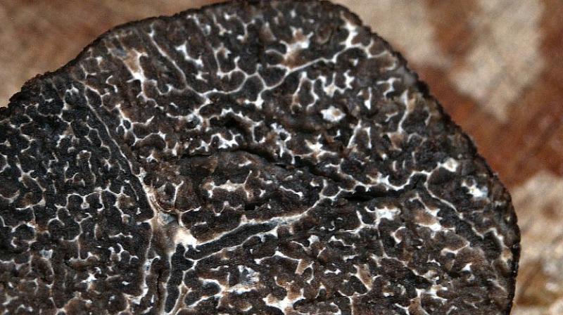 The 16-gramme (0.6-ounce) specimen was cultivated in Wales in the roots of a Mediterranean oak tree that had been treated with truffle spores. (Representational Image/ Pixabay) The 16-gramme (0.6-ounce) specimen was cultivated in Wales in the roots of a Mediterranean oak tree that had been treated with truffle spores. (Representational Image/ Pixabay)