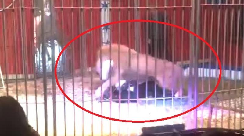 He raised and trained the lion himself (Photo: YouTube) He raised and trained the lion himself (Photo: YouTube)