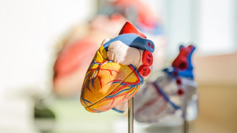 Scientists grow first human heart muscle using stem cells. (Photo: Pixabay) Scientists grow first human heart muscle using stem cells. (Photo: Pixabay)