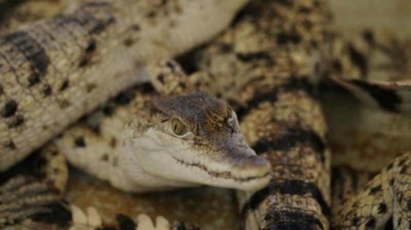 The weary-looking crocodile, measuring 80 centimetres (31.5 inches) in length, was a surprising discovering on the banks of a river southwest of Sydney. (Photo: AFP) The weary-looking crocodile, measuring 80 centimetres (31.5 inches) in length, was a surprising discovering on the banks of a river southwest of Sydney. (Photo: AFP)