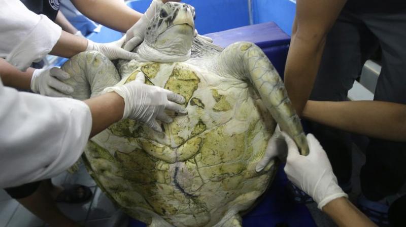 25-year-old green sea turtle "Bank" prepare clean surgical scar at Chulalongkorn University in Bangkok, Thailand, Friday, March 10, 2017. (Photo: AP) 25-year-old green sea turtle "Bank" prepare clean surgical scar at Chulalongkorn University in Bangkok, Thailand, Friday, March 10, 2017. (Photo: AP)