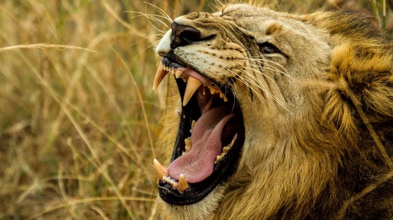 Zoo authorities blame her for the incident claiming she turned up drunk (Photo: Pixabay) Zoo authorities blame her for the incident claiming she turned up drunk (Photo: Pixabay)