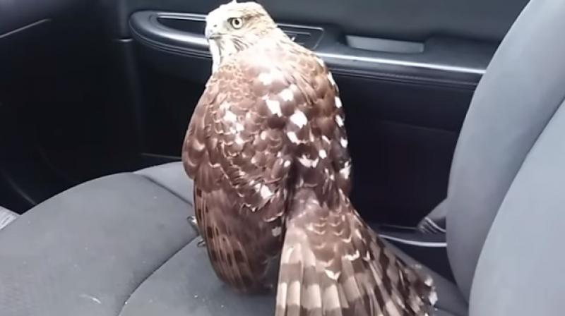 Bruso apparently tried shooing the hawk away but the bird just would not leave. (Photo: Youtube screengrab) Bruso apparently tried shooing the hawk away but the bird just would not leave. (Photo: Youtube screengrab)