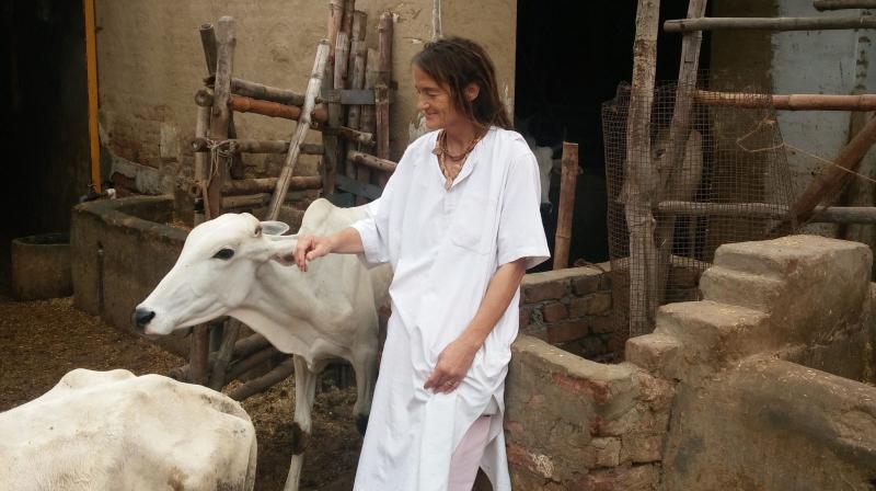 German-national Friederike take cares cows in Mathura Mathura: German-national Friederike, who takes care of about 1200 cows and calves, mostly injured, sick and abandoned, in Radha Kund, Mathura. (Photo: PTI) German-national Friederike take cares cows in Mathura Mathura: German-national Friederike, who takes care of about 1200 cows and calves, mostly injured, sick and abandoned, in Radha Kund, Mathura. (Photo: PTI)