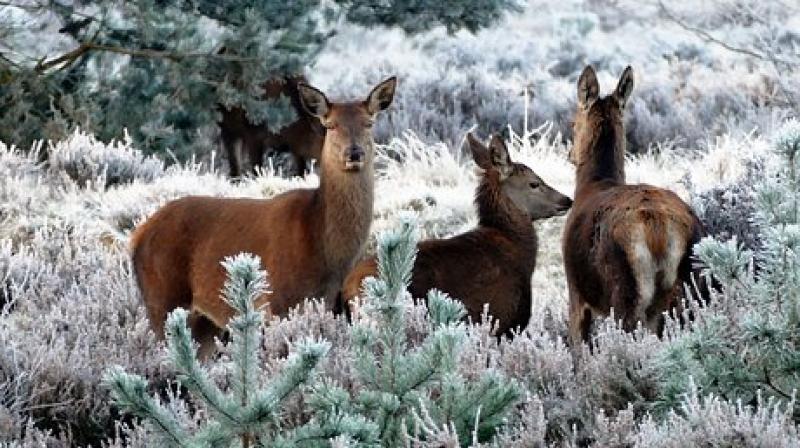 One train killed 65 deer on a track on Saturday (Nov 25) while 41 died between Wednesday and Friday. (Photo: Pixabay) One train killed 65 deer on a track on Saturday (Nov 25) while 41 died between Wednesday and Friday. (Photo: Pixabay)