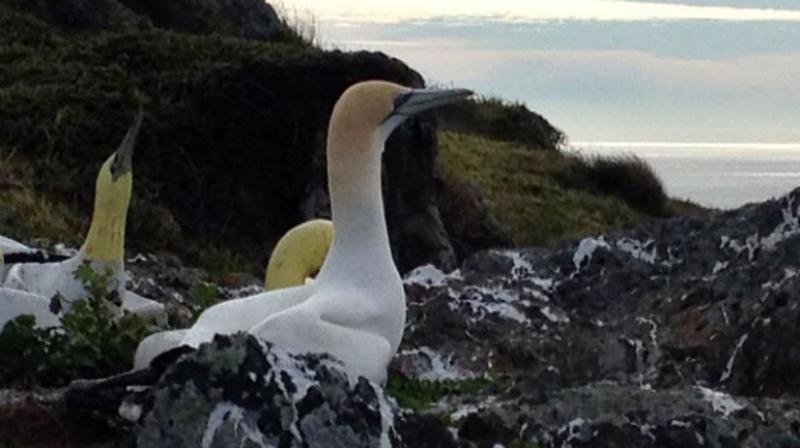 Gannets are extremely social birds and they make their decisions on where to live based on that (Photo: AFP) Gannets are extremely social birds and they make their decisions on where to live based on that (Photo: AFP)