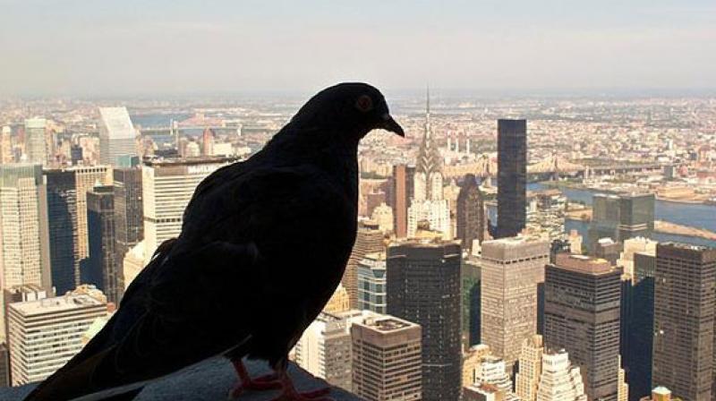 In the study in Hyderabad, which was led by Dr G.S. Sreenivasamurthy from the College of Veterinary Science, 370 fresh samples of pigeon droppings were collected from in and around Hyderabad. (Photo: Representational image/visualphotos.com) In the study in Hyderabad, which was led by Dr G.S. Sreenivasamurthy from the College of Veterinary Science, 370 fresh samples of pigeon droppings were collected from in and around Hyderabad. (Photo: Representational image/visualphotos.com)