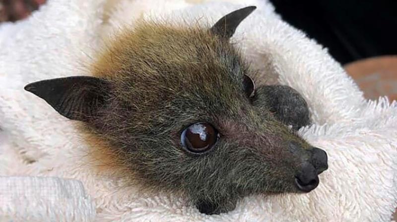Thousands of flying foxes died across Australia during the last southern hemisphere summer in a series of colony collapses caused by heat stress. (Photo: AFP) Thousands of flying foxes died across Australia during the last southern hemisphere summer in a series of colony collapses caused by heat stress. (Photo: AFP)