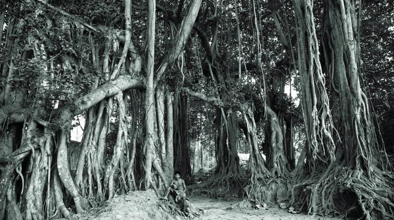 An old, gnarled tree that has been growing for decades — and is a little kingdom in itself. An old, gnarled tree that has been growing for decades — and is a little kingdom in itself.