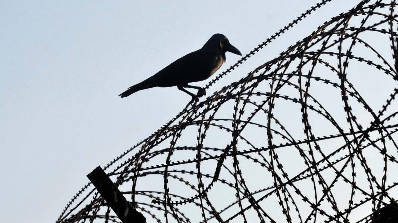 A crow rests on the barbed fencing of the Thiruvananthapuram airport. Bird hits are a major problem in Valiyathura and its premises as waste dumping is very common in these areas. A crow rests on the barbed fencing of the Thiruvananthapuram airport. Bird hits are a major problem in Valiyathura and its premises as waste dumping is very common in these areas.