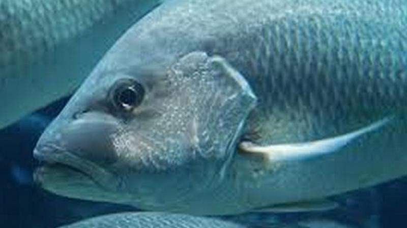 Regardless of which specific pollutants may be responsible for stopping silver carp if that hypothesis is later proven the results could have interesting implications for management. (Photo: ANI) Regardless of which specific pollutants may be responsible for stopping silver carp if that hypothesis is later proven the results could have interesting implications for management. (Photo: ANI)