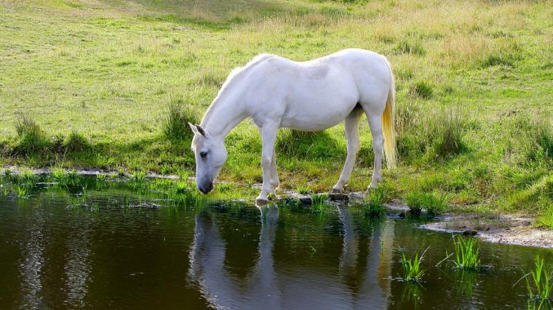 National Kladruby Stud Farm has been recognised as a World Heritage Site by UNESCO and acknowledged as one of Europe’s leading horse-breeding institutions. (Photo: Representational/Pixabay) National Kladruby Stud Farm has been recognised as a World Heritage Site by UNESCO and acknowledged as one of Europe’s leading horse-breeding institutions. (Photo: Representational/Pixabay)