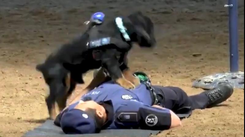 The clip has gone viral on Twitter, racking up nearly 2.2 million views since being uploaded three days ago. (Twitter Screengrab/ @policiademadrid) The clip has gone viral on Twitter, racking up nearly 2.2 million views since being uploaded three days ago. (Twitter Screengrab/ @policiademadrid)