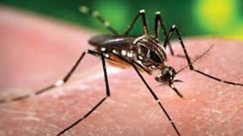 The natural course of dengue is divided into three phases. First phase is called febrile phase, which lasts for 2-7 days and patients suffer from fever, headache, body ache, joint pain and flushing skin. The natural course of dengue is divided into three phases. First phase is called febrile phase, which lasts for 2-7 days and patients suffer from fever, headache, body ache, joint pain and flushing skin.