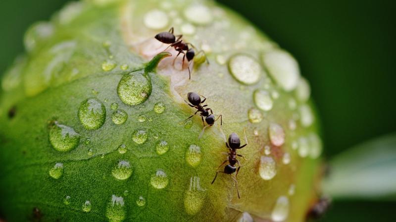 Antibiotics for ants could help humans. (Photo: Pixabay) Antibiotics for ants could help humans. (Photo: Pixabay)