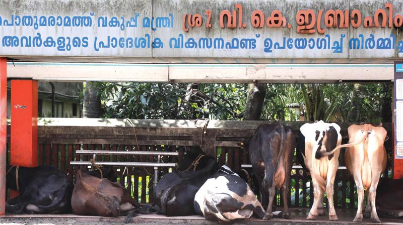 Local people at Eloor near Kochi has converted a bus shelter into cattle shed due cattle sheds in their residential premises getting inundated. (File pic). Local people at Eloor near Kochi has converted a bus shelter into cattle shed due cattle sheds in their residential premises getting inundated. (File pic).