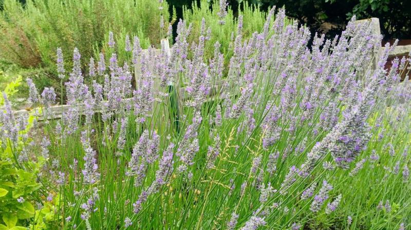Botanical repellents are a nice idea, but I don’t think they’re the best solution for discouraging insects. (Photo: AP) Botanical repellents are a nice idea, but I don’t think they’re the best solution for discouraging insects. (Photo: AP)