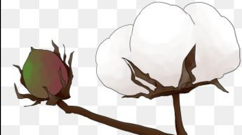 In Warangal Urban, cotton was sowed in 30,871 hectares while the normal area is 31,265 hectares. In Warangal Urban, cotton was sowed in 30,871 hectares while the normal area is 31,265 hectares.