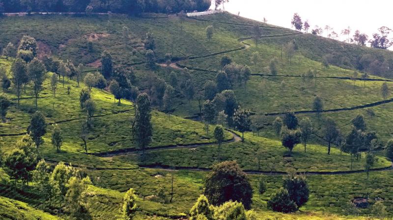 The tea grower said he would be earning Rs 5 lakh annually from the six hectares of tea plantation between the fencing and the zero line. (Photo: Representational) The tea grower said he would be earning Rs 5 lakh annually from the six hectares of tea plantation between the fencing and the zero line. (Photo: Representational)