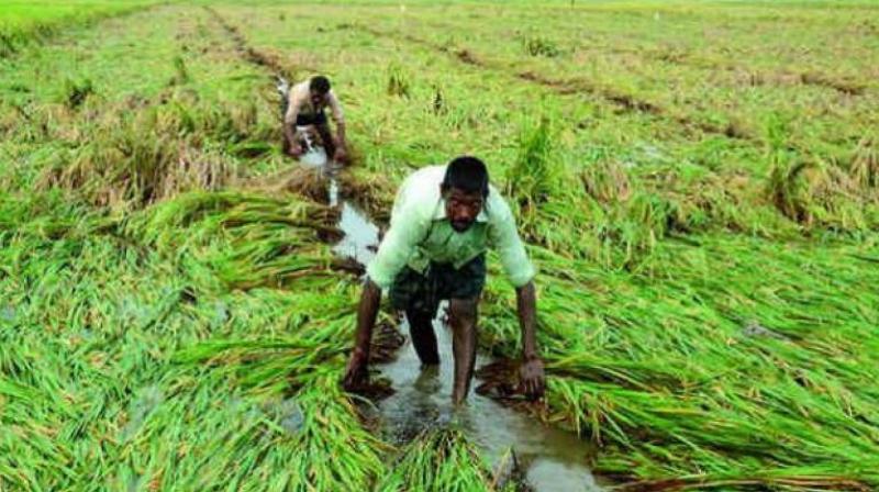 Besides PM-KISAN, the government has proposed to increase the allocation for the Pradhan Mantri Fasal Bima Yojana (PMFBY) to Rs 14,000 crore for the current fiscal against the revised estimate of Rs 12,975.70 crore for the 2018-19. (Representional Image) Besides PM-KISAN, the government has proposed to increase the allocation for the Pradhan Mantri Fasal Bima Yojana (PMFBY) to Rs 14,000 crore for the current fiscal against the revised estimate of Rs 12,975.70 crore for the 2018-19. (Representional Image)