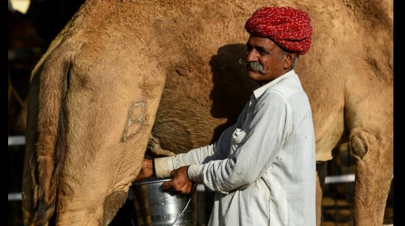 Camel milk is considered to be the latest superfood by supermarkets in the US and the UK, as well as online retailers such as Amazon, also tapping into growing consumer interest. (Photo: AFP) Camel milk is considered to be the latest superfood by supermarkets in the US and the UK, as well as online retailers such as Amazon, also tapping into growing consumer interest. (Photo: AFP)