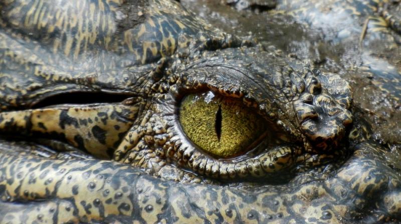 Officials say that the crocodile might have entered the building society via a storm water drain nearby. (Photo: Pixabay) Officials say that the crocodile might have entered the building society via a storm water drain nearby. (Photo: Pixabay)