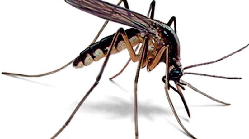 Researchers at the Wellcome Trust Sanger Institute in the UK and colleagues studied the malaria parasite at its most vulnerable stage - when invading human red blood cells. Researchers at the Wellcome Trust Sanger Institute in the UK and colleagues studied the malaria parasite at its most vulnerable stage - when invading human red blood cells.