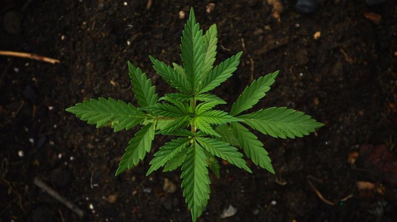Cannabidiol also inhibits an enzyme that metabolises neurotransmitters produced throughout the central nervous system, including the brain. (Photo: Representational/Pixabay) Cannabidiol also inhibits an enzyme that metabolises neurotransmitters produced throughout the central nervous system, including the brain. (Photo: Representational/Pixabay)