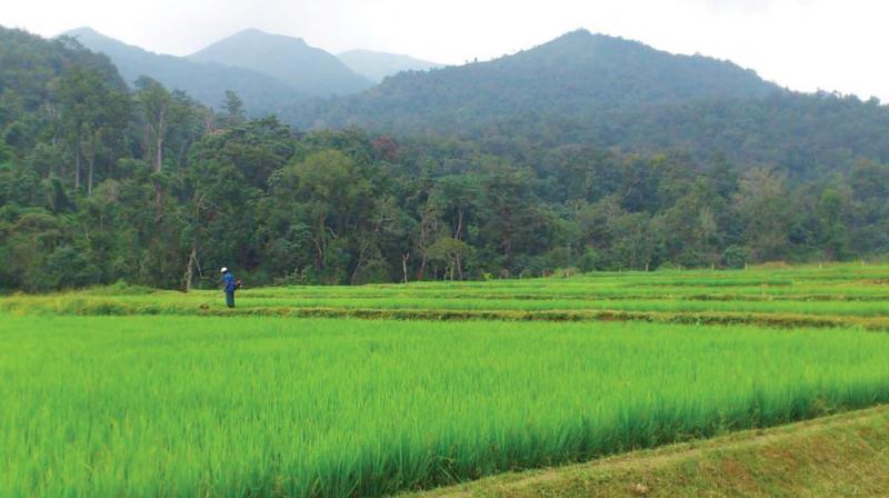 The farm is also frequented by gaur, deer, elephants and sometimes tigers and leopards which leave their pug marks. The farm is also frequented by gaur, deer, elephants and sometimes tigers and leopards which leave their pug marks.