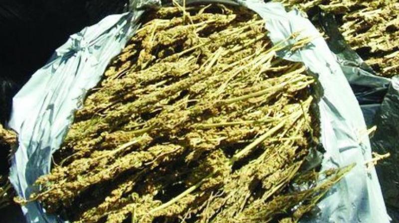Ganja smugglers change their modus operandi frequently to evade the police. Ganja smugglers change their modus operandi frequently to evade the police.