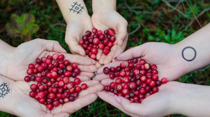 Cranberry reduces risk of urinary tract infection recurrence in women. (Photo: Pixabay) Cranberry reduces risk of urinary tract infection recurrence in women. (Photo: Pixabay)