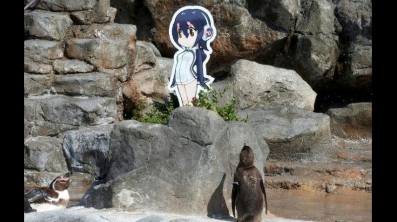 Earlier this year, the Humboldt penguin became smitten with a cut-out of Hululu -- a character from the Japanese anime Earlier this year, the Humboldt penguin became smitten with a cut-out of Hululu -- a character from the Japanese anime