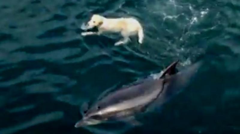 Ben mysteriously knows whenever Duggie approaches the shore (Photo: YouTube) Ben mysteriously knows whenever Duggie approaches the shore (Photo: YouTube)