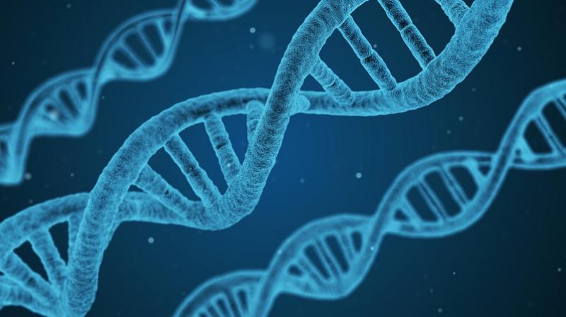 The p53 gene, a gene that is known to prevent cancer, has been discovered to play a pivotal role in healthy neural tube development. (Photo:Representational/Pixabay) The p53 gene, a gene that is known to prevent cancer, has been discovered to play a pivotal role in healthy neural tube development. (Photo:Representational/Pixabay)