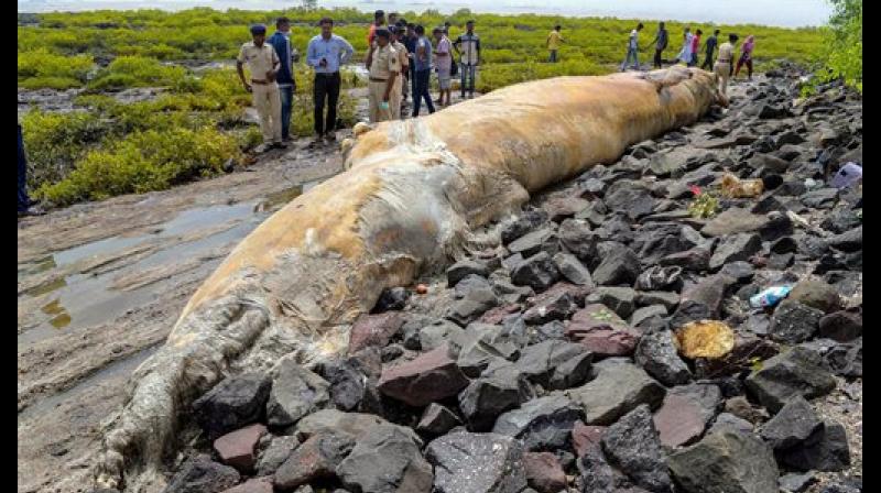 N Vasudevan the additional principal chief conservator of forest, said that was likely a blue whale. (Photo: PTI) N Vasudevan the additional principal chief conservator of forest, said that was likely a blue whale. (Photo: PTI)