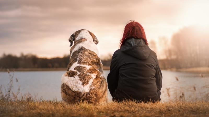 One of the most important things is to research well before zeroing in on a pet. (Photo: Pixabay) One of the most important things is to research well before zeroing in on a pet. (Photo: Pixabay)